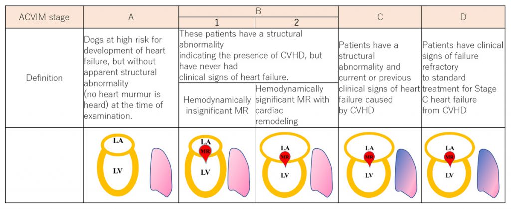 Degenerative mitral valve disease – 犬と猫の心臓外科｜僧帽弁閉鎖不全症手術 Cardiac surgery